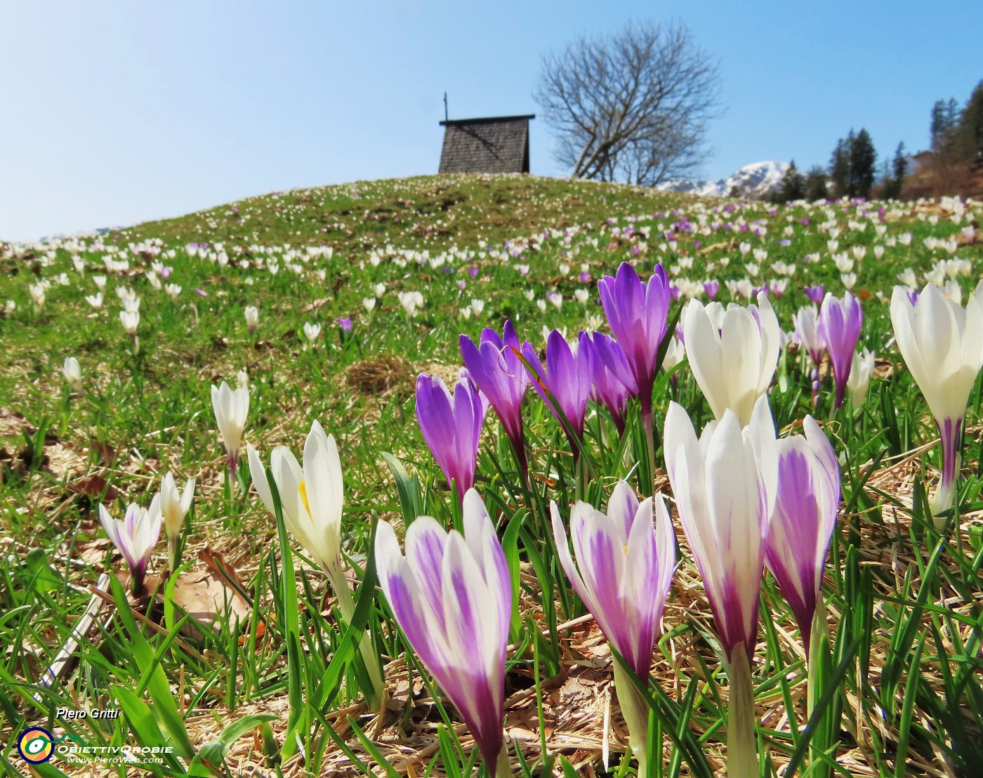 02 Crocus vernus (Crocus) ai prati della Pigolotta di Valtorta.JPG